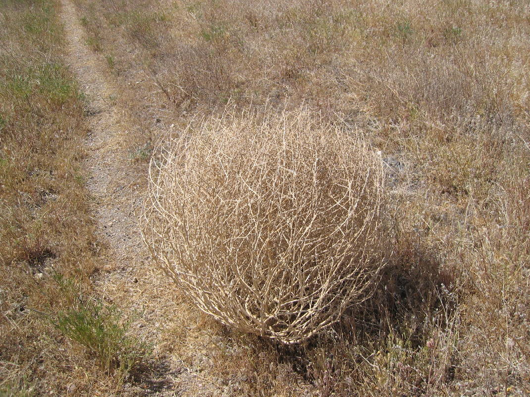1469558150_Tumbleweed_t1070_he7d71492d3bd789c78e6f857f1ed381ac3d31960