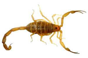Bark-Scorpion-1