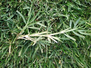 Lawn_weeds_bermuda_grass_003 (1)