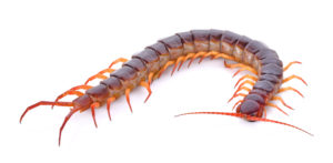 centipede on white background , nature, animal