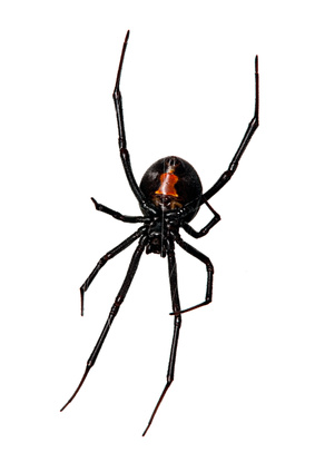 Spider, Red-back underside, characteristic red bottle shaped mark