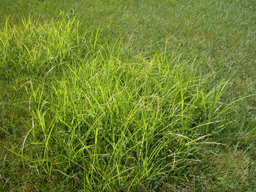 File name :DSCN0471.JPG
File size :1.9MB(2020009Bytes)
Shoot date :2002/09/05 12:35:45
Picture size :2560 x 1920
Resolution :72 x 72 dpi
Number of bits :8bit/channel
Protection attribute :Off
Hide Attribute :Off
Camera ID :N/A
Model name :E5000
Quality mode :FINE
Metering mode :Patial
Exposure mode :Programmed auto
Flash :No
Focal length :7.1 mm
Shutter speed :1/255.8second
Aperture :F5.6
Exposure compensation :0 EV
Fixed white balance :Auto
Lens :Built-in
Flash sync mode :N/A
Exposure difference :N/A
Flexible program :N/A
Sensitivity :Auto
Sharpening :Auto
Curve mode :N/A
Color mode :COLOR
Tone compensation :AUTO
Latitude(GPS) :N/A
Longitude(GPS) :N/A
Altitude(GPS) :N/A