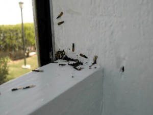 subterranean-termites-swarming-300x225
