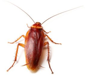 ter-insects-cockroach-control-1