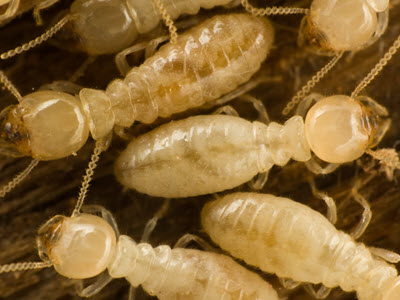 TERMITES