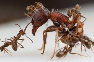 Sun Lakes Pest Control Ants