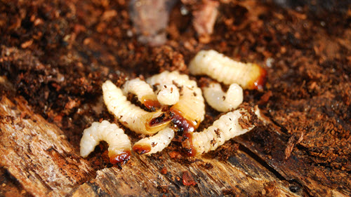 insects-500 281