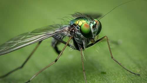macro-500 281