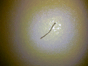 pestcontrol-min 300 225