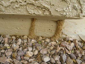 termite-tuben-on-stem-300-225-min